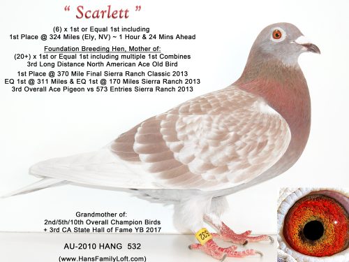 532-HANG10-RCH-Scarlett-1000-New